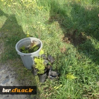 دانشگاه بنت الهدی صدر در روز درختکاری