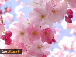 پیام سرپرست پردیس بنت الهدی صدر به مناسبت نوروز باستانی 1399 2