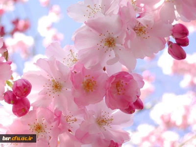 پیام سرپرست پردیس بنت الهدی صدر به مناسبت نوروز باستانی 1399